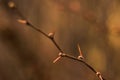 Branch of a bush with spines macro on a blurry brown background