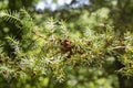 Branch  of cade juniper tree Royalty Free Stock Photo