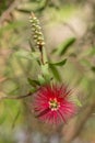 Branch of callistemon Royalty Free Stock Photo