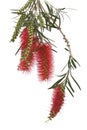 Branch Callistemon viminalis in blooming isolated on white back