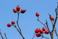 a branch with canine rose fruit on a blue sky background