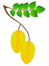 Branch with carambola fruit and leaves on a white background.