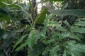 branch of castanospermum australe with tropical plants on bg