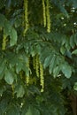 Pterocarya fraxinifolia branch