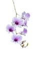 The branch of the Cattleya orchid. Many mixed with purple and white Royalty Free Stock Photo