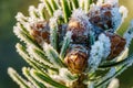 Branch of a Caucasian fir Nordmann fir with small young fir cones, covered with ice crystals of hoarfrost at morning.