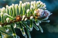 Branch of a Caucasian fir Nordmann fir with small young fir cones and ice crystals of hoarfrost at the tip