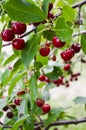 Branch with cherries