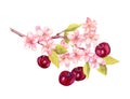 Branch with cherry berries, flowers blossom sakura . Watercolor botanical illustration