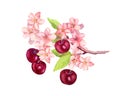Branch with cherry berries, flowers blossom sakura . Watercolor botanical illustration