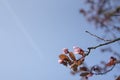 Branch with cherry blossom on blue background Royalty Free Stock Photo