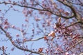 Branch with cherry blossom on blue background Royalty Free Stock Photo