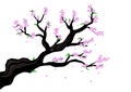 A Branch of a Cherry Blossom or genus Prunus Serrulata or sakura illustration. Editable Clip art.