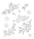 Branch of cherry blossom. hand drawn isolated sakura vector set.