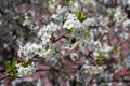 Branch of cherry blossom on a pink background in nature. Delicate white cherry blossom blooming in early spring. Background