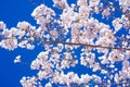 Branch of cherry blossom. Spring blossom tree. White cherry tree blossom. Flowers blooming in springtime. Cherry blossom Royalty Free Stock Photo
