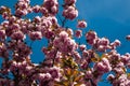 Branch of cherry blossom. Spring blossom tree. White cherry tree blossom. Flowers blooming in springtime. Cherry blossom Royalty Free Stock Photo