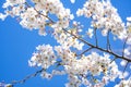 Branch of cherry blossom. Spring blossom tree. White cherry tree blossom. Flowers blooming in springtime. Cherry blossom Royalty Free Stock Photo