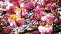 Branch of cherry blossom tree with beautiful pink flowers on a sunny spring day in Parc de Sceaux near Paris, France.