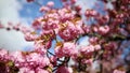 Branch of cherry blossom tree with beautiful pink flowers on a sunny spring day in Parc de Sceaux near Paris, France.