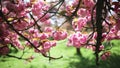 Branch of cherry blossom tree with beautiful pink flowers on a sunny spring day in Parc de Sceaux near Paris, France.