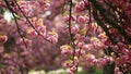 Branch of cherry blossom tree with beautiful pink flowers on a sunny spring day in Parc de Sceaux near Paris, France.