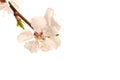 Branch of a cherry blossom tree, pink flower Royalty Free Stock Photo