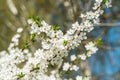 Branch of cherry blossom tree. Spring blossom background. Spring flowers Royalty Free Stock Photo