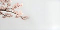 a branch of cherry blossom in white background japanese style ai generated Royalty Free Stock Photo