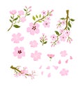 Nice Peach blossom isolated vector.Japanese floral.