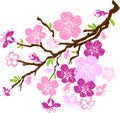 Branch of the cherry blossoms