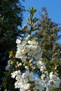 Branch of cherry blossoms against the background of the garden.