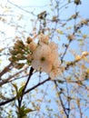 A branch of cherry blossoms against the blue sky