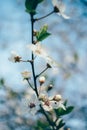 Branch cherry blossoms against blue sky Royalty Free Stock Photo