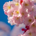 A branch of cherry blossoms. Blooming cherry Royalty Free Stock Photo