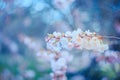 A branch of cherry blossoms. Blooming cherry tree in springtime. Beautiful spring flowers. Film style old lens