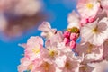 A branch of cherry blossoms. Blooming cherry tree in springtime. Beautiful spring flowers Royalty Free Stock Photo