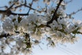 Branch with cherry blossoms blooming Royalty Free Stock Photo