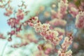 A branch of cherry blossoms. Blooming cherry tree in springtime. Beautiful spring flowers. Film style old lens. Royalty Free Stock Photo