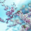 A branch of cherry blossoms. Blooming cherry tree in springtime. Beautiful spring flowers in an orchard. Film style old Royalty Free Stock Photo