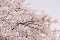 Cherry blossom closeup, brÃÂ°nch with cherry flowers in spring Royalty Free Stock Photo