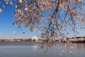 A branch with cherry blossoms frames the Jefferson Memorial Royalty Free Stock Photo