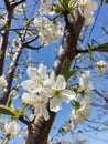 Branch with cherry blossoms in garden in springtime. Blooming Cherry Blossoms against blue sky. Early Spring. Royalty Free Stock Photo