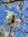 Branch with cherry blossoms in garden in springtime. Blooming Cherry Blossoms against blue sky. Early Spring. Royalty Free Stock Photo