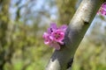 Branch with cherry blossoms in garden in springtime. Blooming Cherry Blossoms. Early Spring. Royalty Free Stock Photo