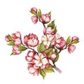 Branch of cherry blossoms. Hand draw watercolor illustration. Royalty Free Stock Photo