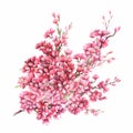 Branch of cherry blossoms. Hand draw watercolor illustration. Royalty Free Stock Photo