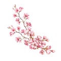 Branch of cherry blossoms. Hand draw watercolor illustration Royalty Free Stock Photo