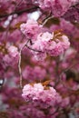 Branch with cherry blossoms hanging down