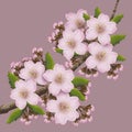 Branch of cherry blossoms, illustration for Hanami and Sakura celebrating